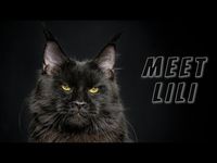 A black girl named Lili | Maine Coon cats the #Shorts series. - YouTube Felis Gallery by Robert Sijka Meet Lili, lovely Maine Coon girl in black color. She is 1 year old and is slowly becoming gorgeous lady.