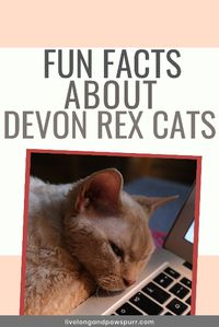 The Devon Rex is a delightful and eye-catching feline breed known for its distinct appearance and unique physical features. From its curly coat to its striking large ears, these cats possess a charm that captures the hearts of cat enthusiasts worldwide.