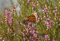 Lasiommata megera (Wall Brown) - Lepidoptera.no