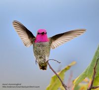 National Audubon Society Have you participated in the Great Backyard Bird Count yet? What birds have you seen?