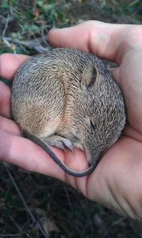 The Southern Brown Bandicoot