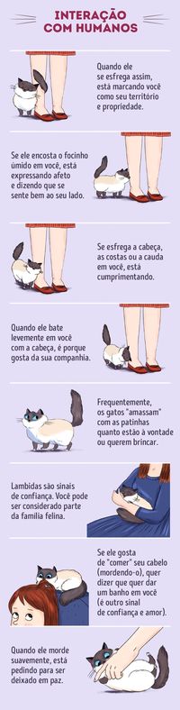 Aprenda a linguagem dos gatos