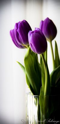 Tulips and other spring bulbe can be grown at any time of the year when grown in glass jars providing they spent 8 to 10 weeks hibernating in your refrigerator. Start them sequentially to enjoy a long 'season'. They make great gifts! #Spring_Bulbs #Tulips