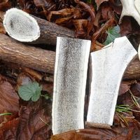 hluthvik Some words about antler.I recently made this fork out of red deer antler (the spoon is an older work). Nearly half the time is going into preparing these pieces, cutting the whole antler, removing the spongiosa (it's the porous stuff in the middle, swipe!) and removing the outer layer till I get to the compacta. This is the material that can be polished and decorated, which gives a nice white-yellowish colour. The advantage of antler in contrast to bone is its flexibility (last pictur