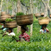 Tea pluckers in Assam's tea estate
