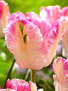 pink and white flowers with green leaves in the background