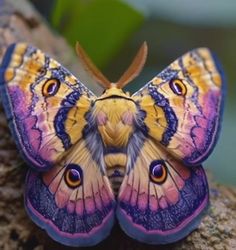 a colorful butterfly sitting on top of a rock