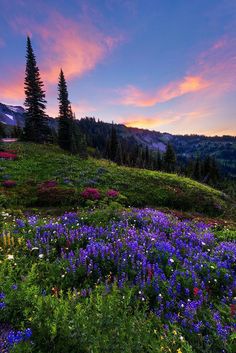 wildflowers blooming on the side of a mountain at sunset