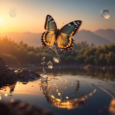 a butterfly flying over the water at sunset
