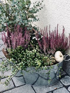 a metal bucket filled with lots of plants