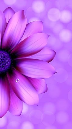 Flower Photography Ideas, Creative Flower Photography, Purple Wallpaper Phone, Iphone 6 Plus Wallpaper, Wallpaper Purple, Iphone 5 Wallpaper, Iphone 6 Wallpaper, Best Iphone Wallpapers