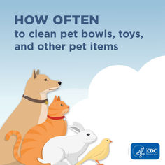 a dog and two cats sitting on top of each other with the words how often to clean pet bowls, toys, and other pet items