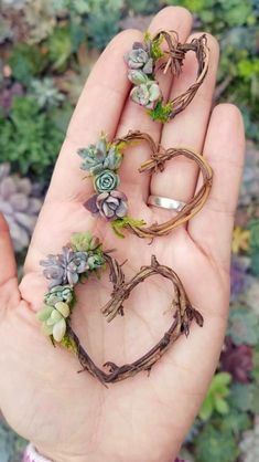 three small succulents in the shape of hearts are held in someone's hand