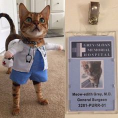 a cat standing in front of a door with an identification tag on it's chest