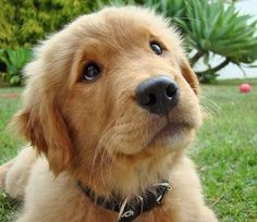 a brown dog laying on top of a lush green field