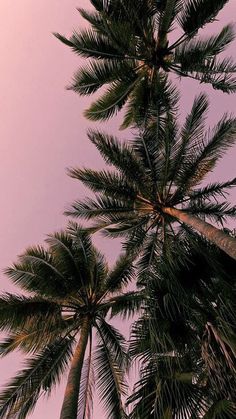 palm trees against a pink sky with no clouds