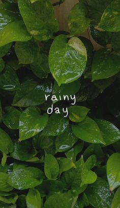 green leaves with the words rainy day written on them