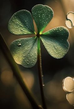 a four leaf clover with water droplets on it's leaves, in the foreground