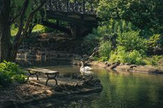 two swans swimming under a bridge in the water next to a park bench and trees
