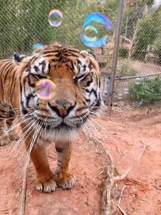 a tiger walking across a dirt field with bubbles in the air above its head and on it's face