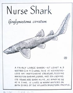 an image of a poster with information about the shark