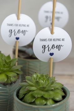 three small potted plants with thank you for helping me grow tags on them, sitting next to each other