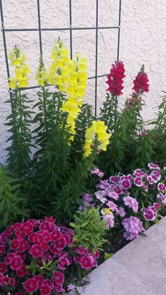 colorful flowers are growing in front of a white wall