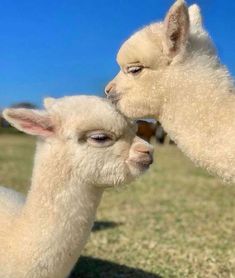 two white llamas standing next to each other on a field with blue sky in the background