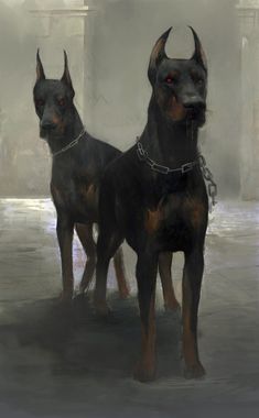 two black and brown dogs standing next to each other