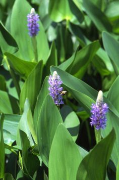 purple flowers are growing in the middle of green leaves, with a bee hovering on them