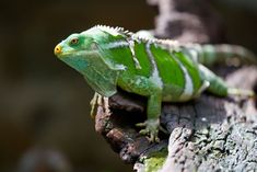 a green and white lizard sitting on top of a tree branch