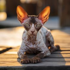 Cornish Rex Cat: The Quiet Majesty of Cats Pretty Cats Unique, Cats Unique, Cornish Rex Cat, Devon Rex Cats, Chinese Crested Dog, Rex Cat