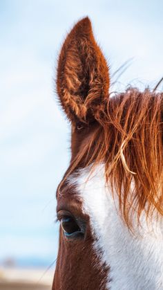 a brown and white horse with blue eyes