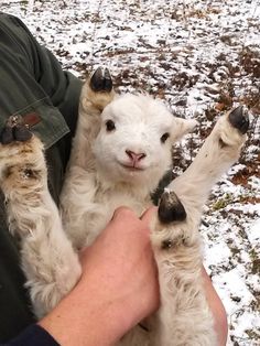 a person holding a baby sheep in the snow