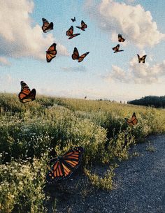 many butterflies flying in the air over a field