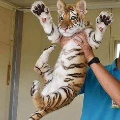 a man holding a tiger cub up in the air with it's paws out