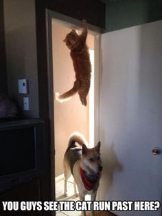 a cat and dog standing in front of a door