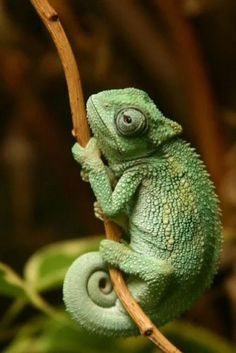 a green chamelon sitting on top of a tree branch