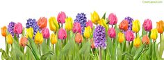 colorful tulips and hyacinas are in the foreground against a white background