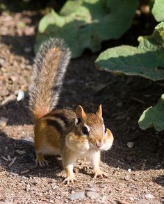 a small squirrel standing on top of a dirt ground next to green leafy plants