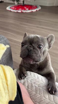 a small gray dog sitting on top of a person's lap next to a banana