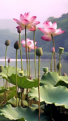 pink flowers are growing out of the water