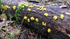 yellow mushrooms growing on a log in the woods