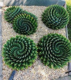 three large green plants sitting on top of gravel