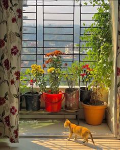 a cat is standing in the window sill looking out at some potted plants