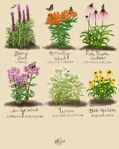 the different types of flowers are shown in this drawing, and each flower has its own name