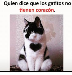 a black and white cat sitting on top of a bed with the caption'no then corazo? '