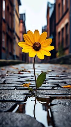 a single yellow flower sitting on top of a wet ground in front of tall buildings