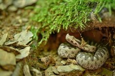 there is a snake that is hiding in the rocks