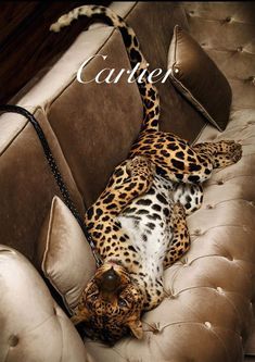 a leopard laying on top of a couch with the caption cartier above it